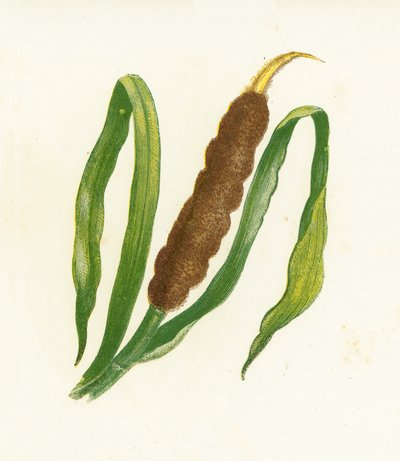 Great Reed-Mace, or Cats-Tail, Typha Latifolia by English School